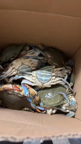 Blue Crabs #fyp #foryoupage #1smallfry #nctiktok #momof4kids #livecrabs🦀 #freshbluecrabs #baltimorelifestyle 