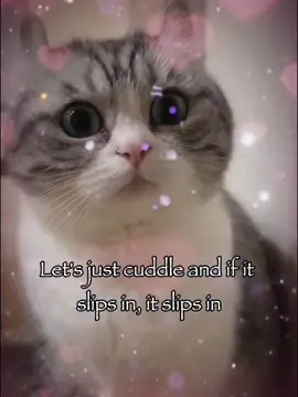 Let’s just cuddle 🥰 #rizz #catsoftiktok #joke #relatable #fyp 