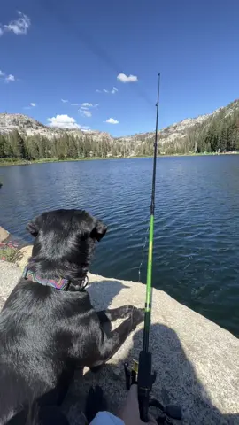 But don’t count on her to not attack your fish… that is if you catch one.  #bestfriend #dogsoftiktok #dogs #dogvibes 