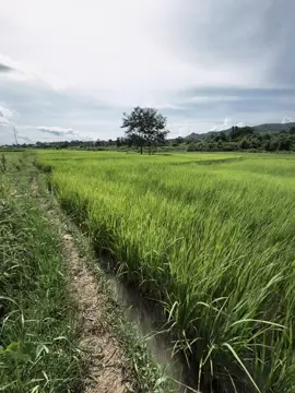 與其不真誠地在一起，不如做擦肩而過的陌生人” “Thà làm người dưng đi qua nhau còn hơn đi bên nhau một cách không chân thành” #xuhuong #fpy #tamtrang #buon #chill 