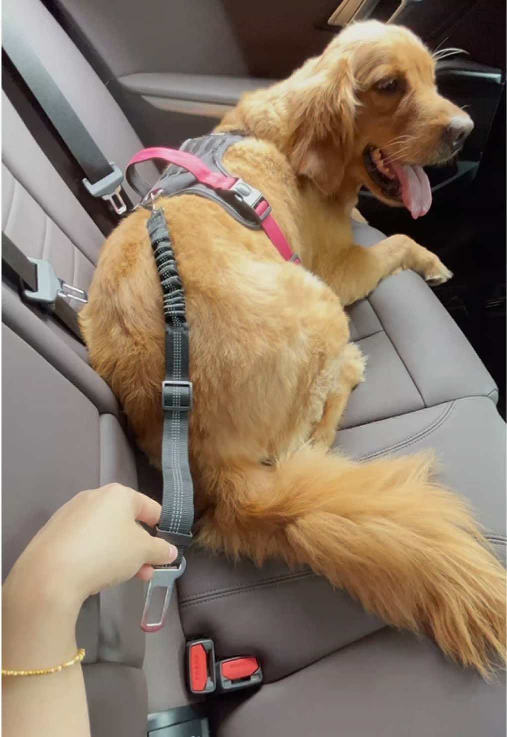 Keeping your pet safe in the car isn’t just about comfort—it’s about safety and life 🐶🚗#petsafety #petseatbelt #dogseatbelts 