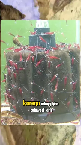 Udang hias Sulawesi di kolam beton #udanghias #udanghiasanairtawar #udanghiasaquascape #udanghiassulawesi #aquascape 