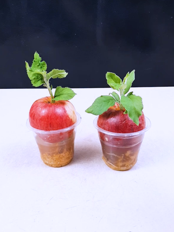 #apple #plants #fruits #plantslife31 