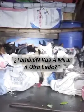 Entre todos podemos cambiar el rumbo de está masacre. #maltratoanimal #marruecos #callejeros #fypシ゚viral🖤tiktok 
