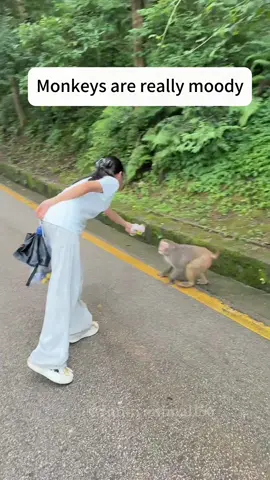 Stay away from emotionally unstable monkeys!#monkey #monkeyattack #foryou #animals #funnyvideos #fyp 
