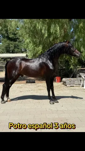 ✨ Potro Español de 3 Años en Venta ✨ Potro con excelentes movimientos, gran alzada y presencia destacada. Ideal para doma, exhibición o reproducción. 📜 Registrado en IALHA – el potro se entregará con papeles a nombre del comprador. ✅ Línea de sangre reconocida ✅ Carácter noble y manejable ✅ Salud y desarrollo impecables No pierdas la oportunidad de tener un ejemplar de calidad y con futuro. 📍Para más información o videos, envía mensaje directo.