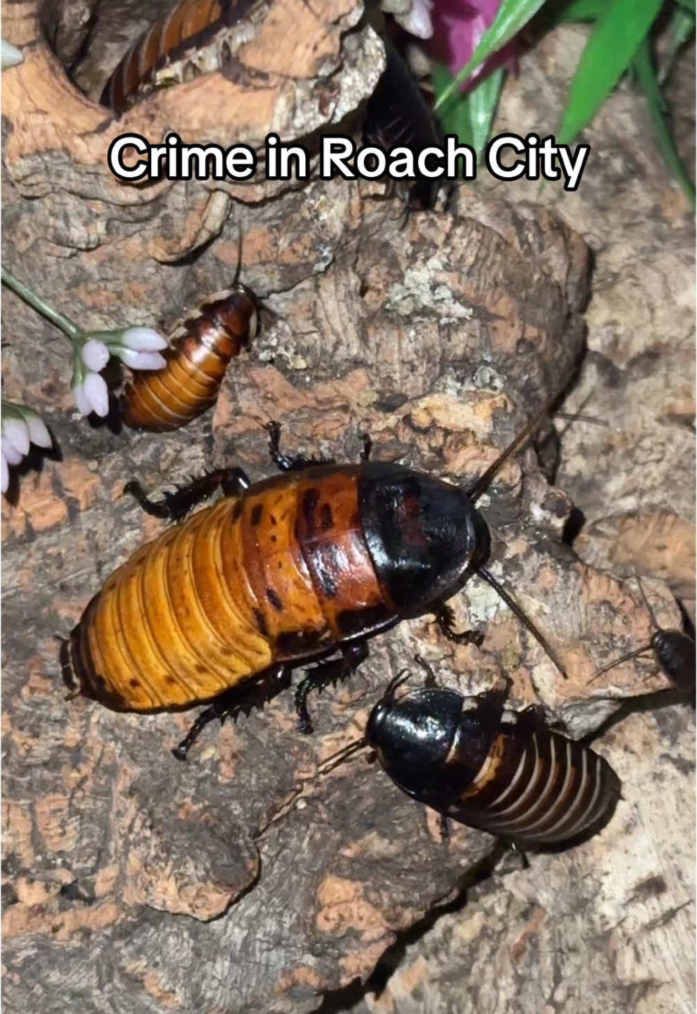Owning a roach colony is crazy bc stuff like this happens and then u have no one to talk to abt it bc you sound like a crazy person #bugs #bugtok #bugsoftiktok #roaches #roachtok 
