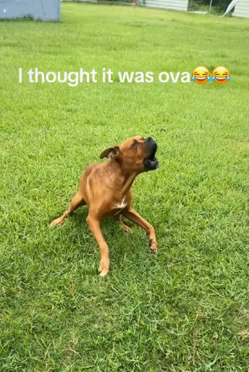 Dogs like to chase people 😂😆#olebrandselect #cute #funny #TikTok #usa🇺🇸 