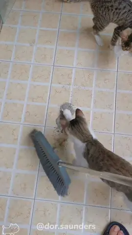 Funny bad cat.#cat #kitten #funnycat #funnyanimals #funnypets 