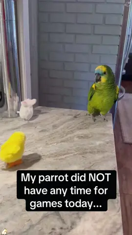 part33：This parrot is a little angry.#fouryou #whiteparrot #cockatoo #fight #angrybird