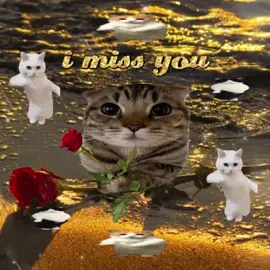i miss you!! 🐈🐈🐈 #cats #viralcat #catlover #memecat #cattok #sillycat #webcore #jollytok #kittycat #catsoftiktok #meowl #2000s #viral #catsmeme #corecore #sillycats 
