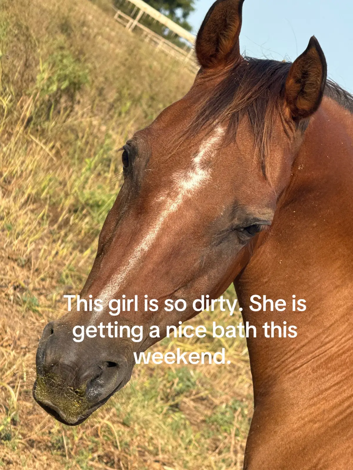 #horsefyp🐴🐎 #horserescue #horselife #horsepeople 