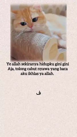 #kucing #laguarab #arabicsong 