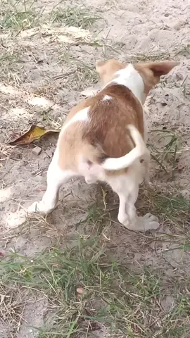 Esse cachorro é um perigo ⚡😂😂  . . . . . . . . . . . #dog #cachorro #pet #petlove #cat #LIVEIncentiveProgram #LIVECanBeEasy #PaidPartnership 