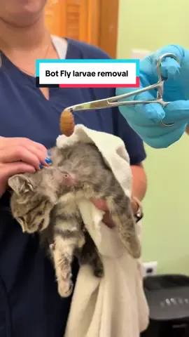 Just another day in Veterinary Medicine!! 🫶🏻 We had another even bigger one today.  This is about an 8-ish week old kitten that I rescued (along with his sister) from street life. He instantly looked and I’m sure felt better!  #vetassistant #vetmed #vetlife #fyp #botflylarvae #botflyremoval #cat #fy #cattok #vettok #veterinarylife #veterinarymedicine #foryou #satisfyingvideo #kittensoftiktok #kittentok #kittylove #greykitten 