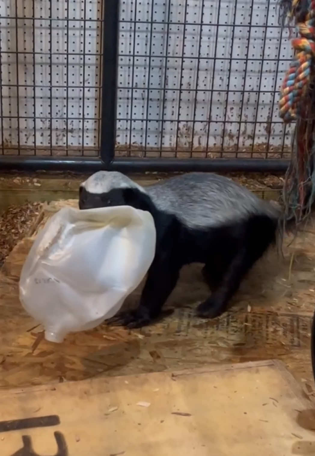 And it went like… 🦡🍯 #animalsoftiktok #wildlife #honeybadger 