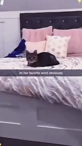 Cats understand what you say 🤣🤣#cat #funny #funnycat #catsoftiktok #funnyvideos #fyp #foryou #cute 