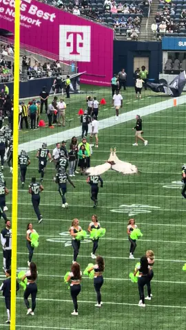 Go Seahawks am I right  #sausagesensation #seahawks
