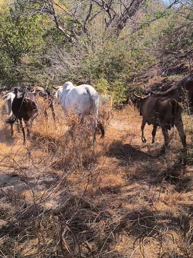 con el ganado  #fye #naturaleza #videos #virales #campo #rancho #video 