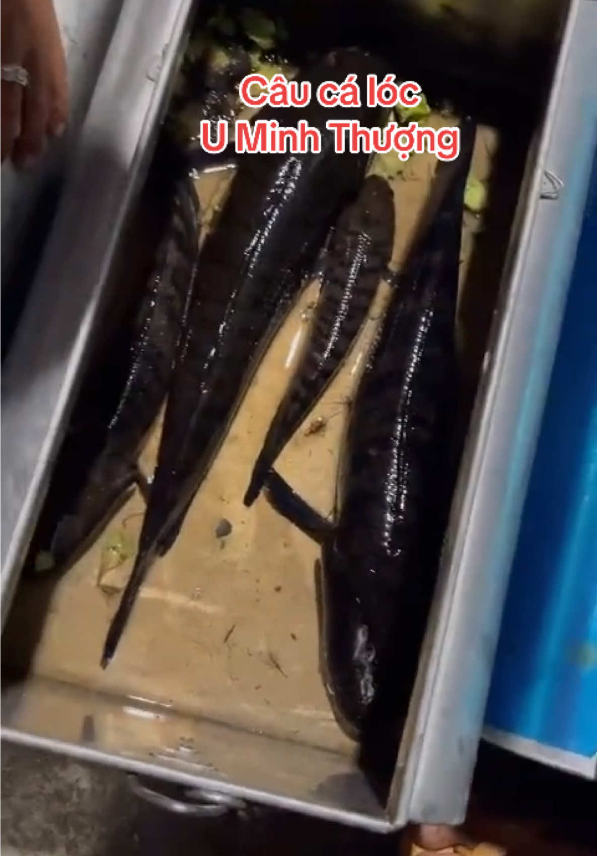 Câu cá lóc U Minh Thượng- Kiên Giang #CapCut #xuhuongtiktok2025 #câucaloc #câucatựnhiên #lure #fishing #kiêngiang68 