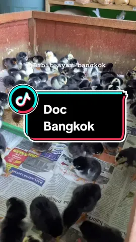 Ready Doc Ayam Bangkok. Info Pemesanan Silahkan Wa. #ayambangkok #ayambangkoksuper #docbangkok #semuaorang #lewatberandafyp #peternaksukses 