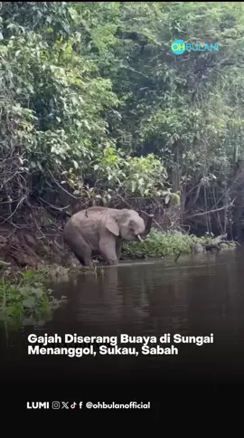 Wuish boleh tahan besar jugak buaya tu 😰 kredit: amirulmuing16 #ohbulan #fyp #news #gajah #diserang #buaya #sabah