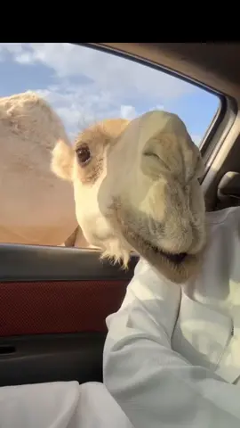 #اكسبلور #ماشاءالله_تبارك_الله #البل #عطايا_الله🐪 