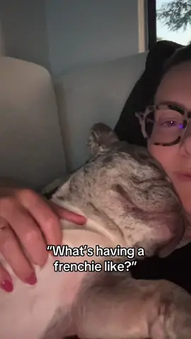 She snores louder than Milo if you can believe it #frenchie #frenchbulldog #frenchbulldogs #frenchbulldogpuppy 