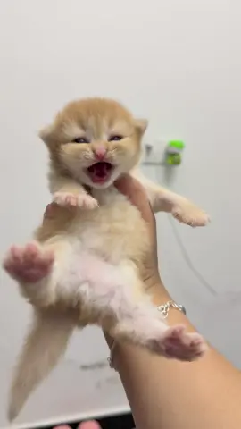 Dragon roar#fyp#kittensoftiktok#cutekitten#catlover#toocute#catvideo#kitty