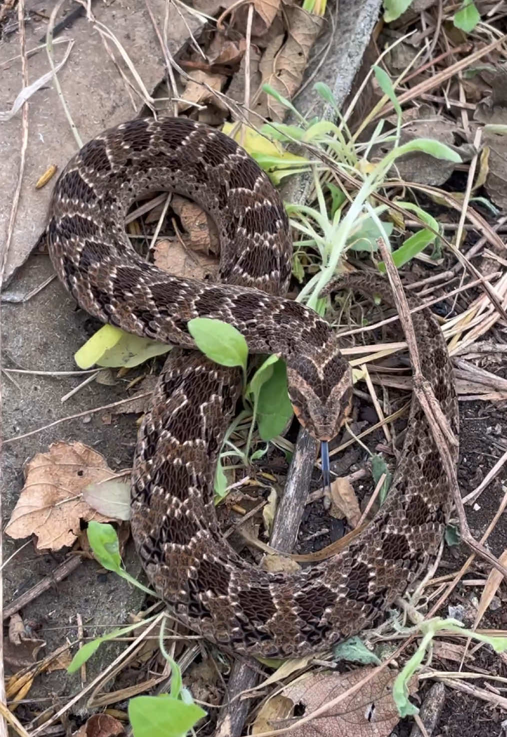 Venomous Night Adder in defense mode. #snakes #foryoupage #fyp #southafrica