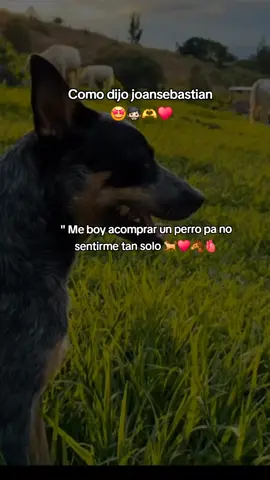 #♥️♥️♥️♥️♥️♥️ #me #boy #a#comprar #un #perro#📿  #joansebastian#parati  #♥️amor♾️♥️  #♥️#🫶
