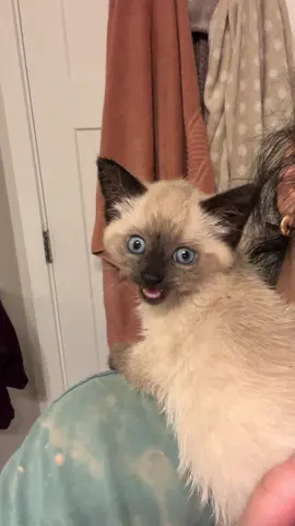 My little baby 🥺 #cats #kittensoftiktok #kitten #siamesecat 