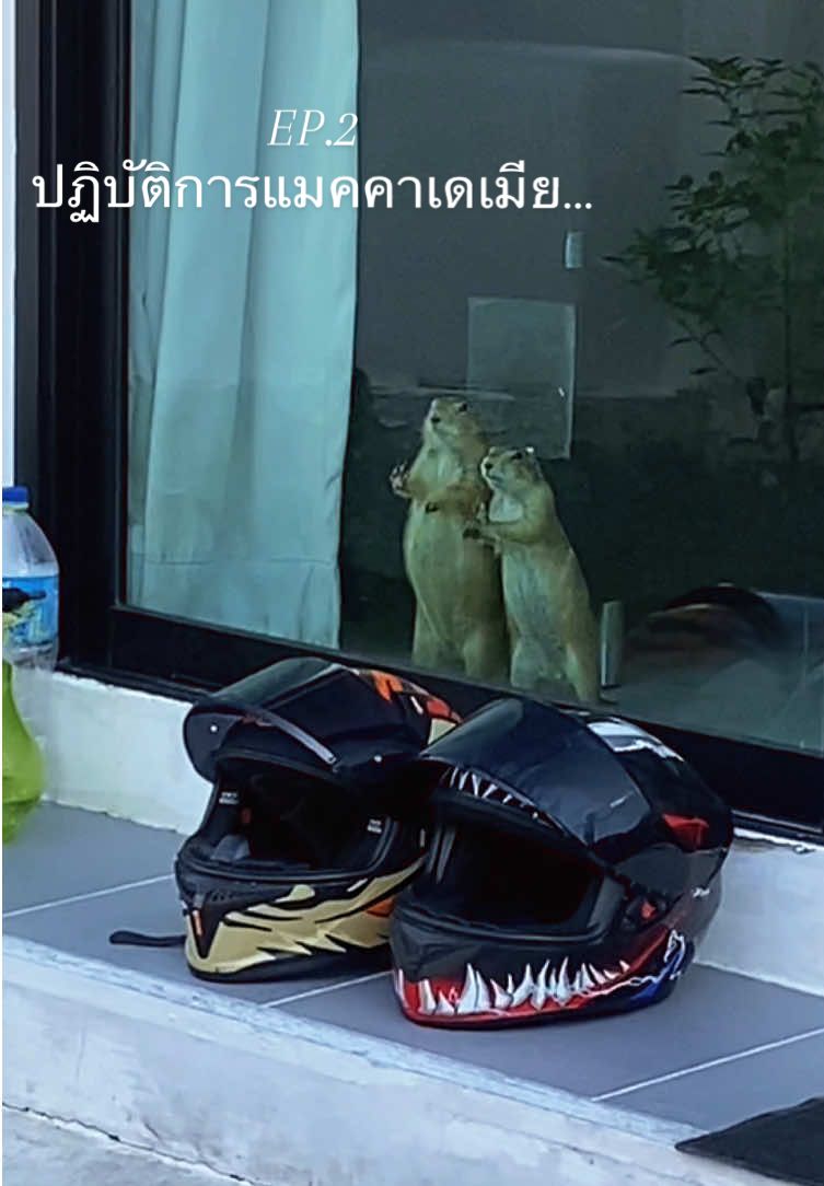 ตอบกลับ @หน่อย🥰🐈🐈‍⬛🐱🐶แดนจลาจล คนล่อหนู จู้กกจู้กกก#แพรี่ด็อกบ้านตรงข้ามแน่ๆ