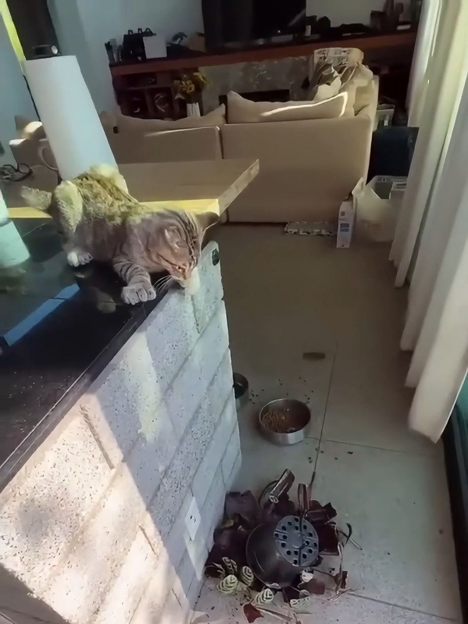 POV: You thought your home was safe. It’s not🐱💣 #cat#catsoftiktok#pet#PetsOfTikTok#funnyvideos#foryou#kitten 