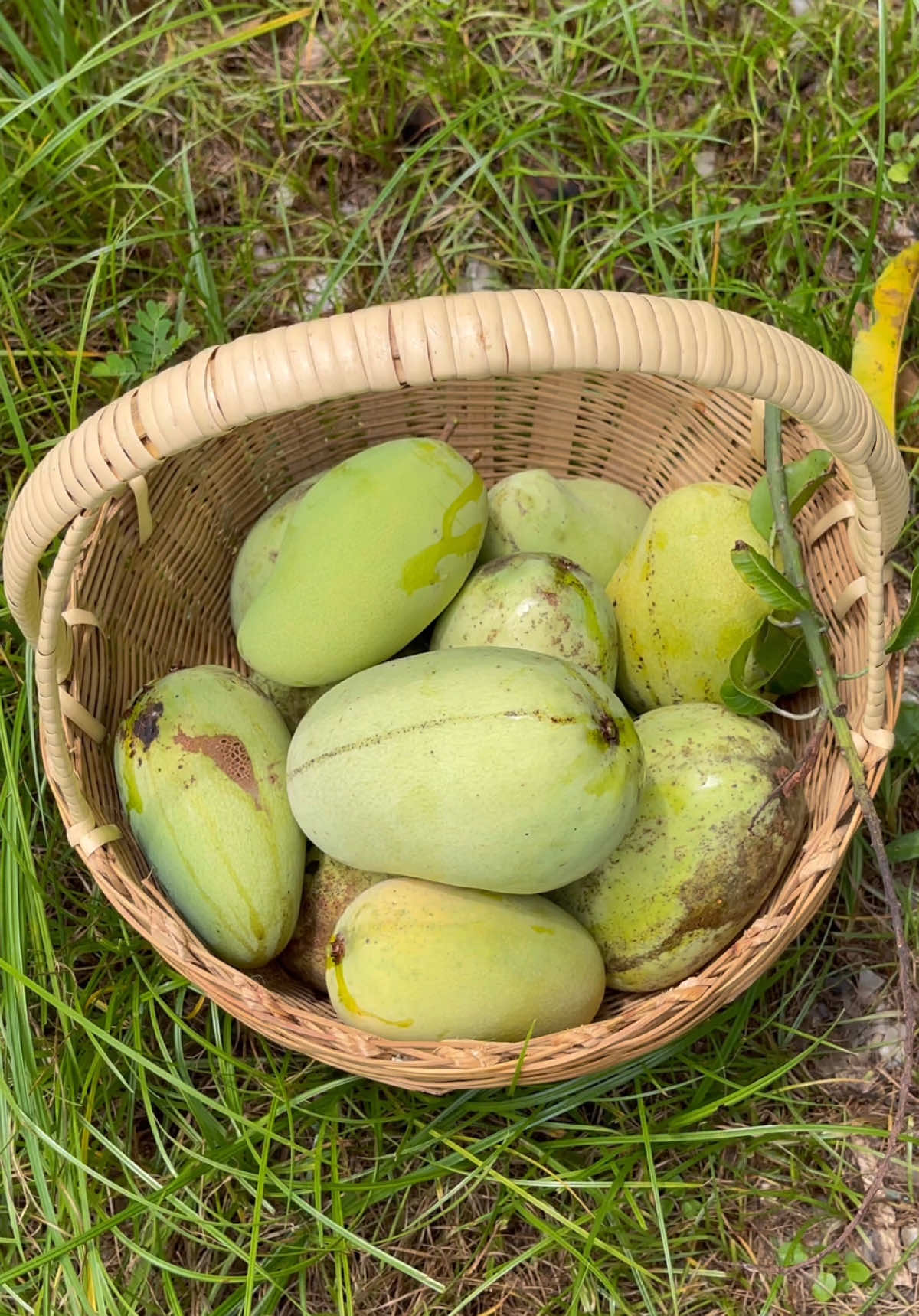 เก็บมะม่วงกันค่ะ 🥭🥭 #มะม่วง #ผลไม้ #mango #เก็บมะม่วง #สวนผลไม้ 