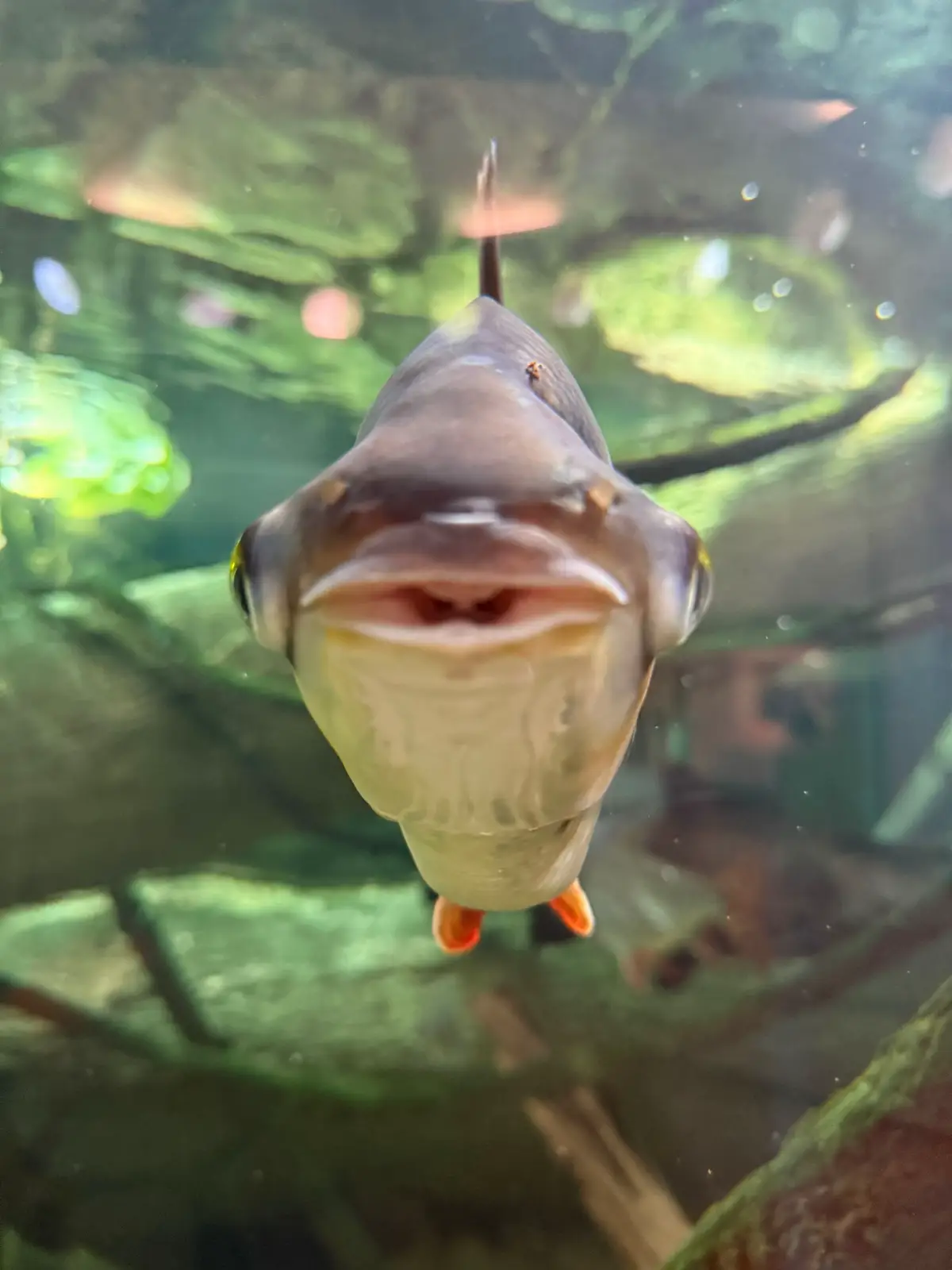 ヾ(・ω・*)