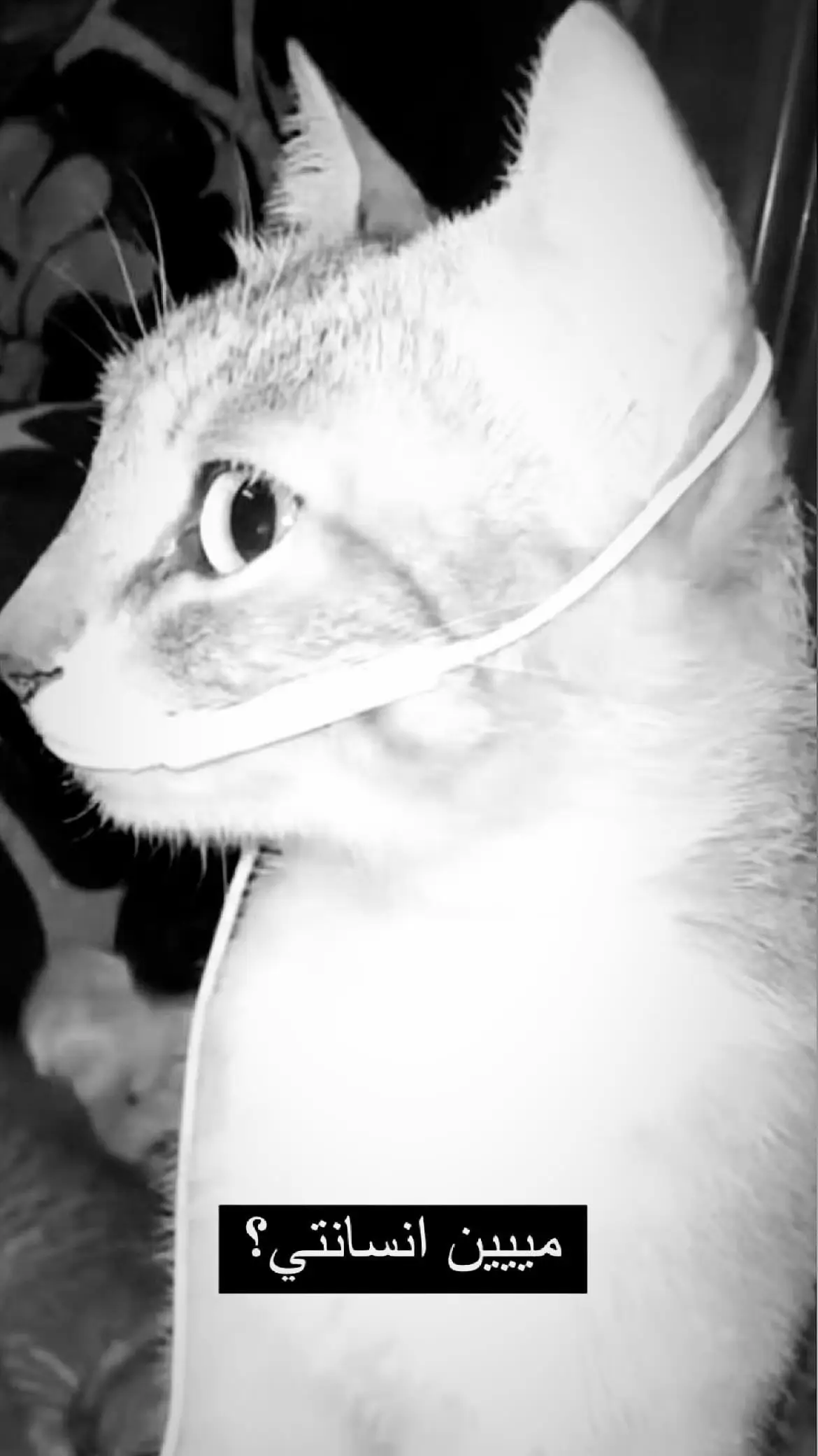 🐈 #explorepage #viral #take #cat #need 