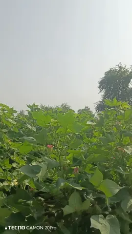 #farmer #viraltiktok #viralvideo #foryou #fyp #farminglife #pandu #pandu #kisan #mulching #agriculture #pakistan #pakistan #modrenagriculture #cotton #viral #pindaaly #virul #mrtori1027 