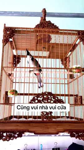 #xuhuong 