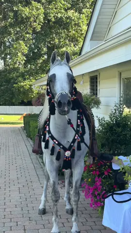 🤍🩶🤍🩶🤍🩶🤍#اللهم_صل_وسلم_على_نبينا_محمد #اذكروا_الله #خيل_وخياله🐎 #خيل_عربي_اصيل #اكسبلور 