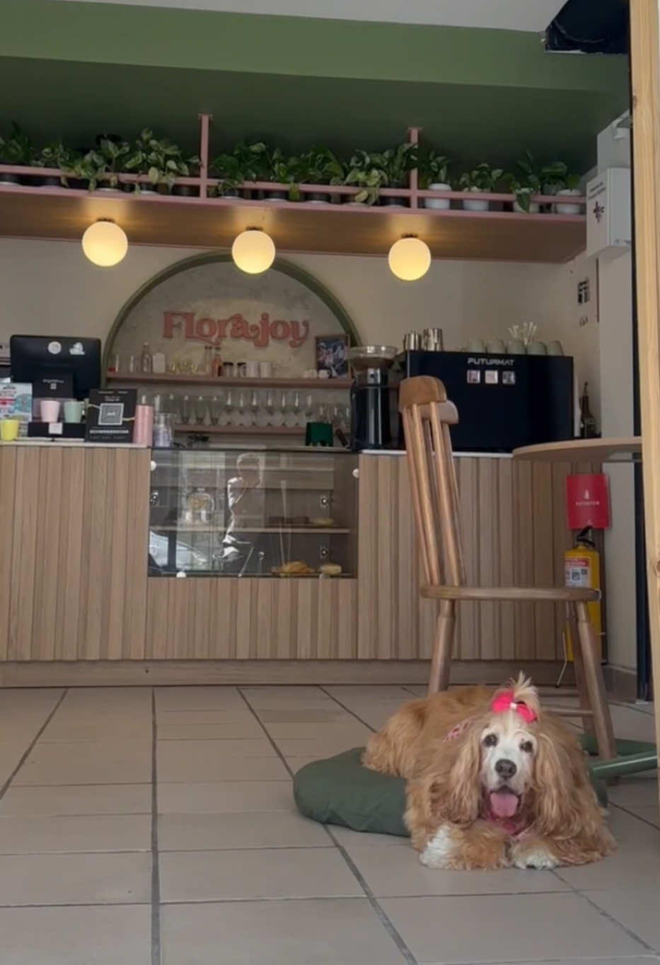 En este episodio no solo vengo a recordarte que soy la más diva y consentida del mundo (y sí, también gerente de mi propio brunch jiji)…🐾🤍 También vengo a invitarte a disfrutar la fortuna de estar rodeado de quienes más amas, en nuestro lugar favorito💖 En Florajoy queremos acompañarte en todos esos momentos felices con tu mascota🥰🐶🐱los grandes, los chiquitos, y los que se celebran con lengüetazos😋 Te esperamos en Florajoy, donde mi historia… ¡sigue haciendo historia! ✨ #restaurantesmanizales #cafepetfriendly #manizales #perros     #creatorsearchinsights 