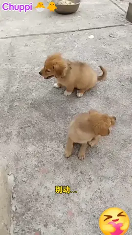 Cute pets..☺☺😍🥰🥰🥰 #foryou #pet #fyp #funnyvideos #viralvideo #foryoupage❤️❤️ #chuppi🐣🐥 