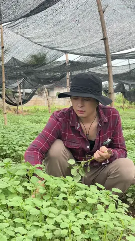 ຜັກຫົມ ເຮັດຫຍັງກິນກະແຊບເນາະ ໃຜມັກເມນູໃດແນ່ ເມັ້ນບອກແດ່ເນີ 🥰 #ກັນແດດລັກກີ້ #ກັນແດດມອຍມອຍ 