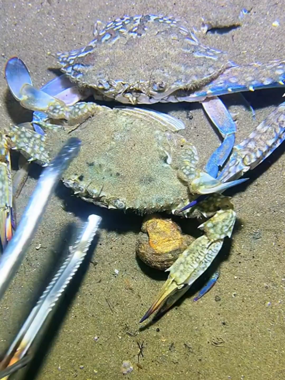 #diving #crab #catchthesea #seaside #seafood #fish #eel #lobster #seangsolofishing