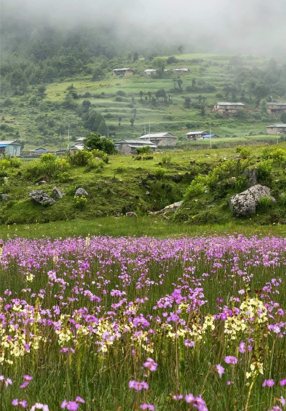 #nepal #dhorpatan_hunting_reserve_nepal #explorenepal #visitnepal 