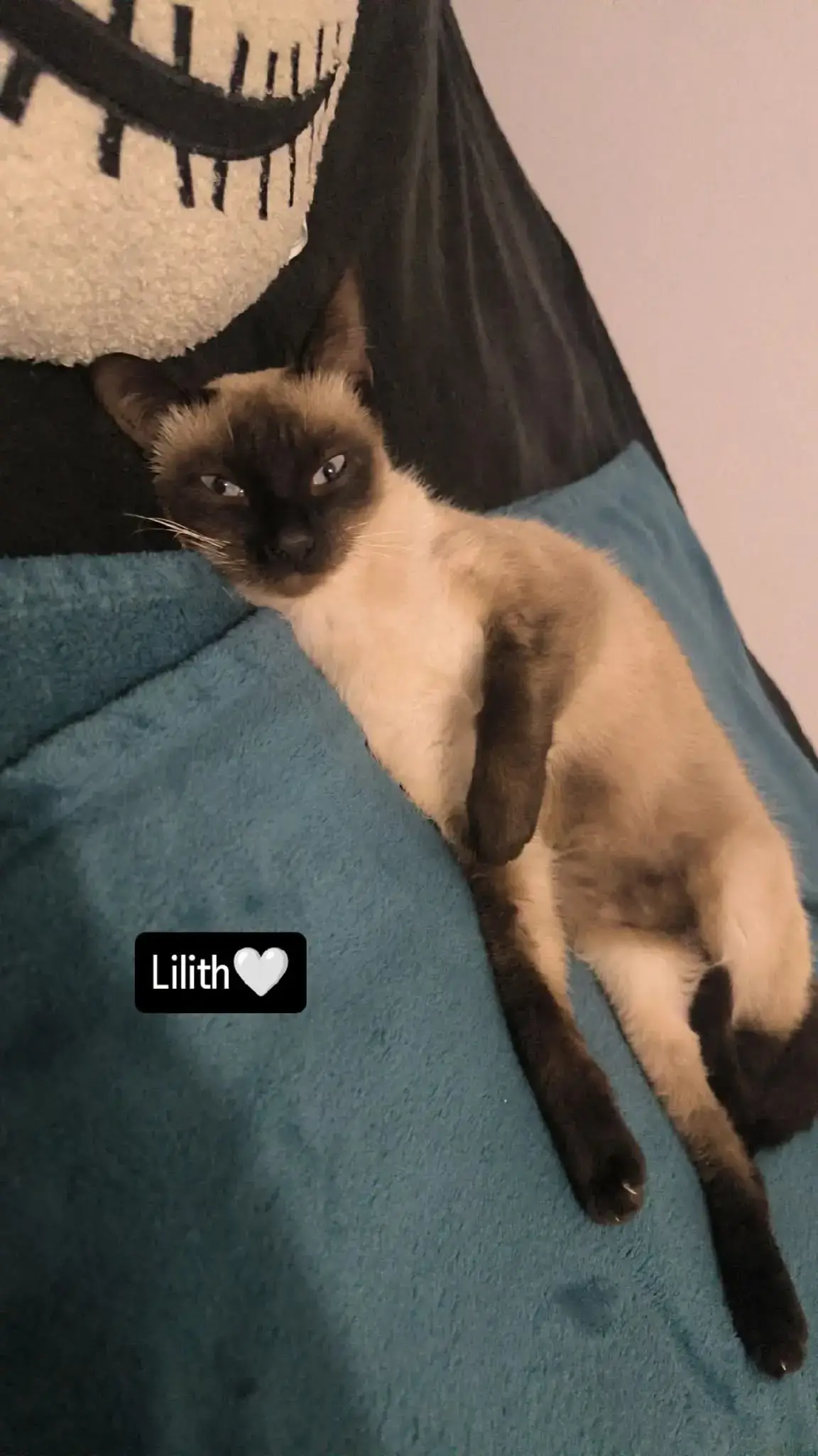 Je vous présente mon chat Lilith  C'est une femelle siamoise, elle a 1 an et 11 mois,  cela a duré depuis vers ses 6-7mois a peu près, elle commencé à sortir en extérieur après sa stérilisation, vaccin et puce, mais malgré qu'elle soit en extérieur ou intérieur ça le faisait pendant une petite période, par des phases on aurait dit elle se gratte à vif vers les zones de son cou, pattes, aisselles et ventre, comme si elle s'automutiler, aujourd'hui elle ne sort pas car je suis en appartement malheureusement... Avec deux autres chats qui eux sont en très bonne santé. Aujourd'hui depuis j'ai testé plusieurs alternatives, que ça soit ses croquettes, les anti-puces ect... Ses plaies sont toujours là, vers mars elle entama un traitement de l'anxiété pendant 1 mois, cela a fait son effet, j'ai effectué des tests allergies ils sont négatifs, depuis meme après la fin de son traitement elle n'a plus de blessures, cela arrive un peu par moments, mais ce n'est plus aggravant comme auparavant... Donc j'aimerais savoir ceux qui sont propriétaires des chats, vous avez eux ce genre de symptômes ou autre et quelles sont les causes et ou astuces et solutions pour son bien-être ? Je vous montre quelques photos que j'ai pu prises de ces blessures. Je vous en remercie également, car aujourd'hui ma situation me permet pas de financer des soins complémentaires, malgré sa mutuelle, j'en serai reconnaissante de partager et recevoir des avis dans le respect et bienveillance ! 😿🙏🏻 #foryou #pourtoi #cat #catlover #soinsveterinaire 