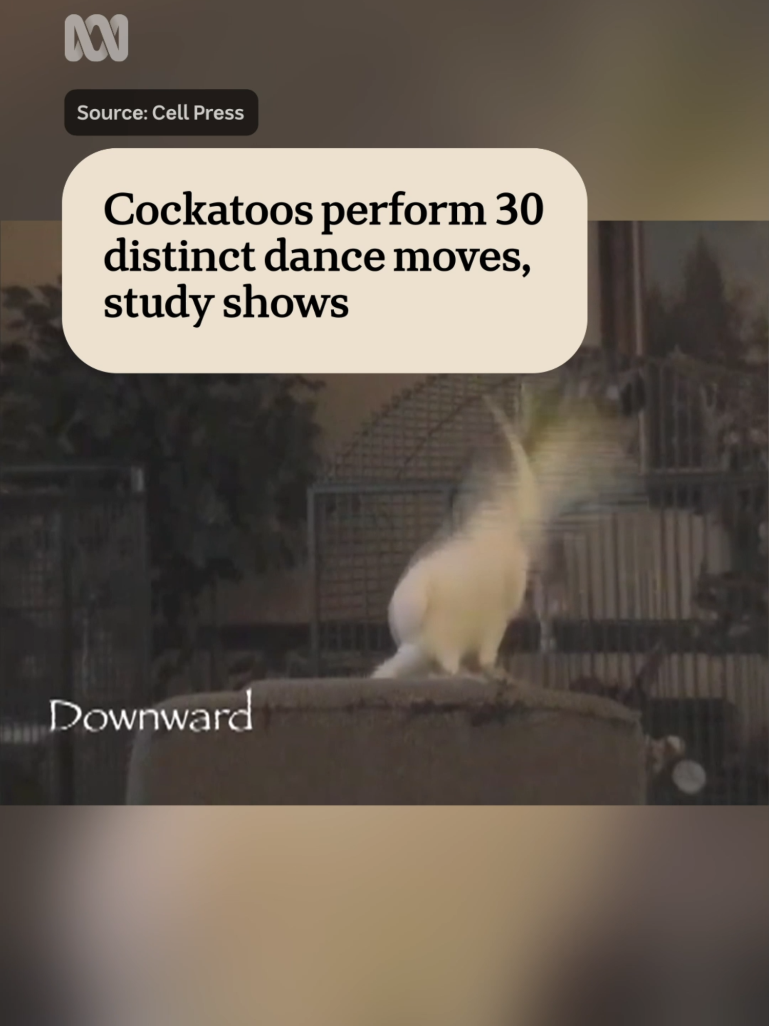 A Charles Sturt University study has discovered dance moves unique to cockatoos. The findings suggest dance is not limited to humans, as previously thought, and researchers hope music can be used to improve the wellbeing of birds in captivity. #Cockatoo #PetTok #BirdsofTikTok #Dancing #ABCNews