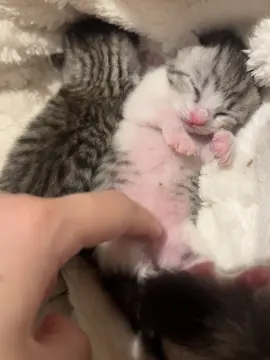 #cutebaby #cat #goodnight #kitten 