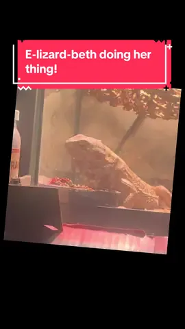 #rehobothbeach #delaware #beardeddragon #beardie #bearded #delawaretiktok #delaware #beardiesoftiktok #beardiemom #beardies #lizard #lizards #lizardsoftiktok #lizards #beardeddragonsoftiktok #beardeddragons #beardeddragonlife #beardeddragonlove #beardeddragonsofinstagram #adventure #explore #reptile #reptiles #reptilesoftiktok #reptilekeeper #reptilemom #reptilelover #reptilesofinstagram #pet #PetsOfTikTok #pets #petstory #petlover #petlife #petvlog #animal #animals #animalsoftiktok #animalsreact #animalsurvival #animallover #animalsurvival #animalsworld #animalstok #animalsfunny #animalcrossing #animalfriends #animalsinthewild #animalstok #adorable #adorableanimals #adorablepets #adorablebaby #adorableadadaily #followme #follow #followforafillow🙏🏾 #followto500 #helpreach100k #followers➕ #followerstiktok500k♥️💕💥🎵fillow #followandlike #subscibe #subscribe #Outdoors #creatorsearchinsights #growmyaccount #growmyaccount✅ #growmyaccount#growmypage #growmypage #smallcontentcreators #girlsgirl #microinfluencer #promotion #lookingtowrokwith l#lizard #neadďg #scoopme #Summer #beardies #beardiesoftiktok #beardeddragons#rehobothbt