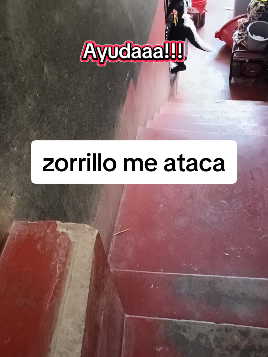no es tigre es zorrillo🦨#paratii #Retamas #zorrilo #peru🇵🇪 